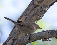 House Wren 3161